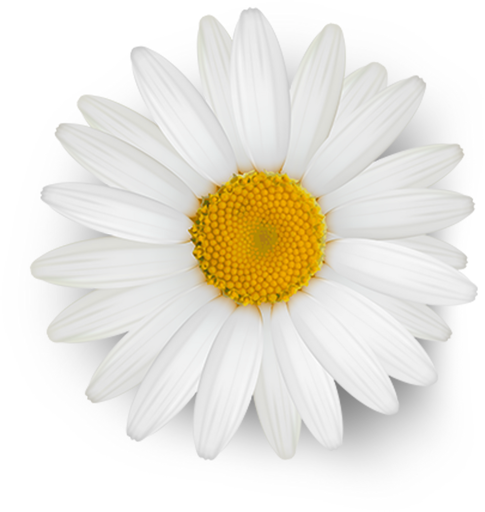 White Daisy Flower Cutout